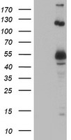 NUDT6 Antibody