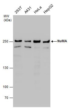 nuclear mitotic apparatus protein 1 Antibody