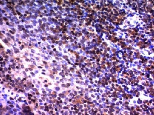 NUMA1 Antibody