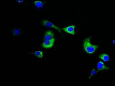 NUMA1 Antibody