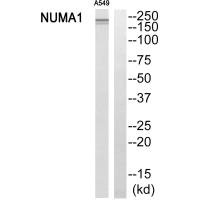 NUMA1 Antibody