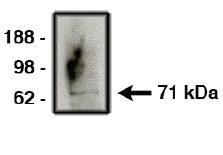 Rabbit Human NUMB Antibody