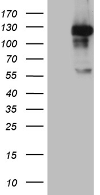 NUP43 Antibody