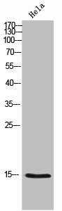 NUTF2 Antibody