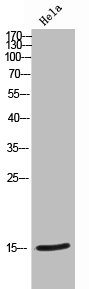 NUTF2 Antibody