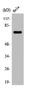 NXF1 Antibody