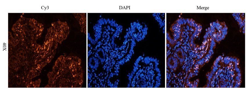 NXT2 Rabbit Polyclonal Antibody