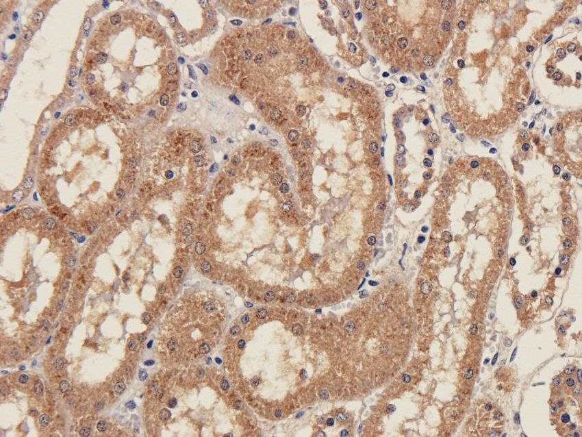 NXT2 Rabbit Polyclonal Antibody