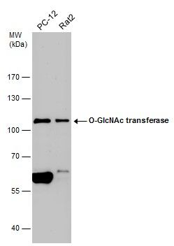 O-linked N-acetylglucosamine (GlcNAc) transferase Antibody