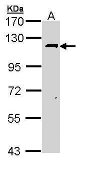 O-linked N-acetylglucosamine (GlcNAc) transferase Antibody
