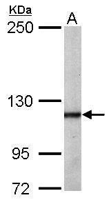 O-linked N-acetylglucosamine (GlcNAc) transferase Antibody