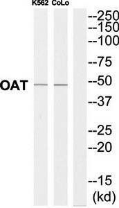 OAT Antibody