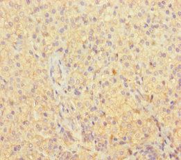 OLA1 Antibody