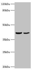 OLA1 Antibody