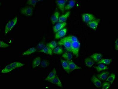 OBSCN Antibody