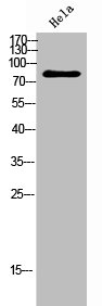 OGFR Antibody