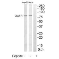 OGFR Antibody