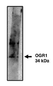 Rabbit anti Human OGR1/GPR68 Antibody