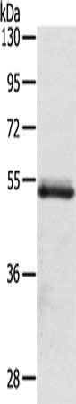 OLFM4 Antibody