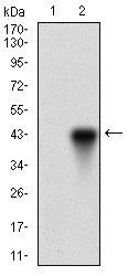 ONECUT3 Antibody