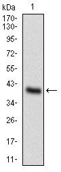 ONECUT3 Antibody