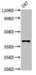 OPN1SW Antibody