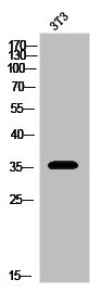 OPRD1 Antibody