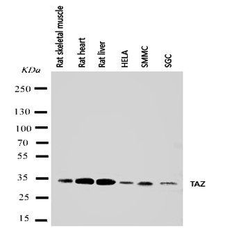Tafazzin/TAZ Rabbit Polyclonal Antibody