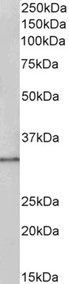 PCNA Antibody