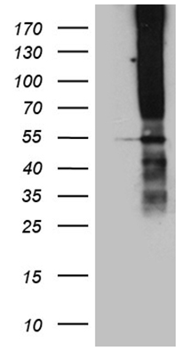 TSPAN7 Antibody