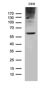 TSPAN7 Antibody