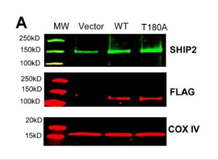 DDK Antibody
