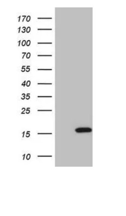 ISG15 Antibody