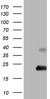 RHOC Antibody