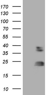 RHOC Antibody
