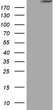 STAB2 Antibody