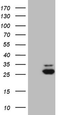 MRRF Antibody