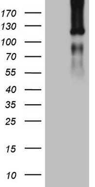 Lipin 1 Antibody