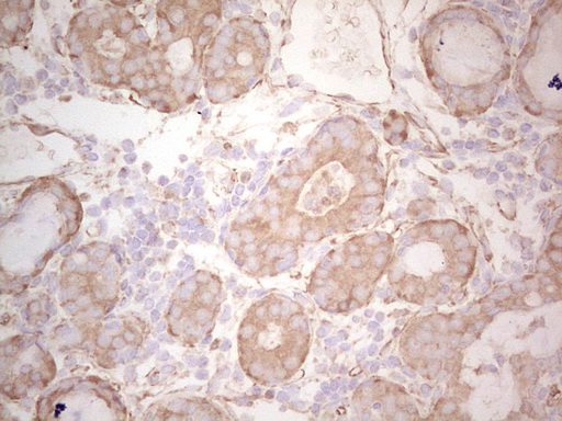 EFNA3 Antibody