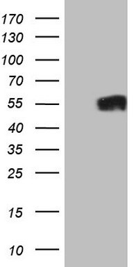GFI1 Antibody