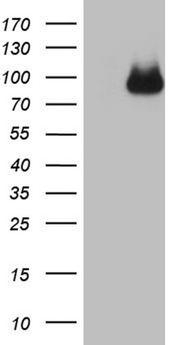 Factor I Antibody