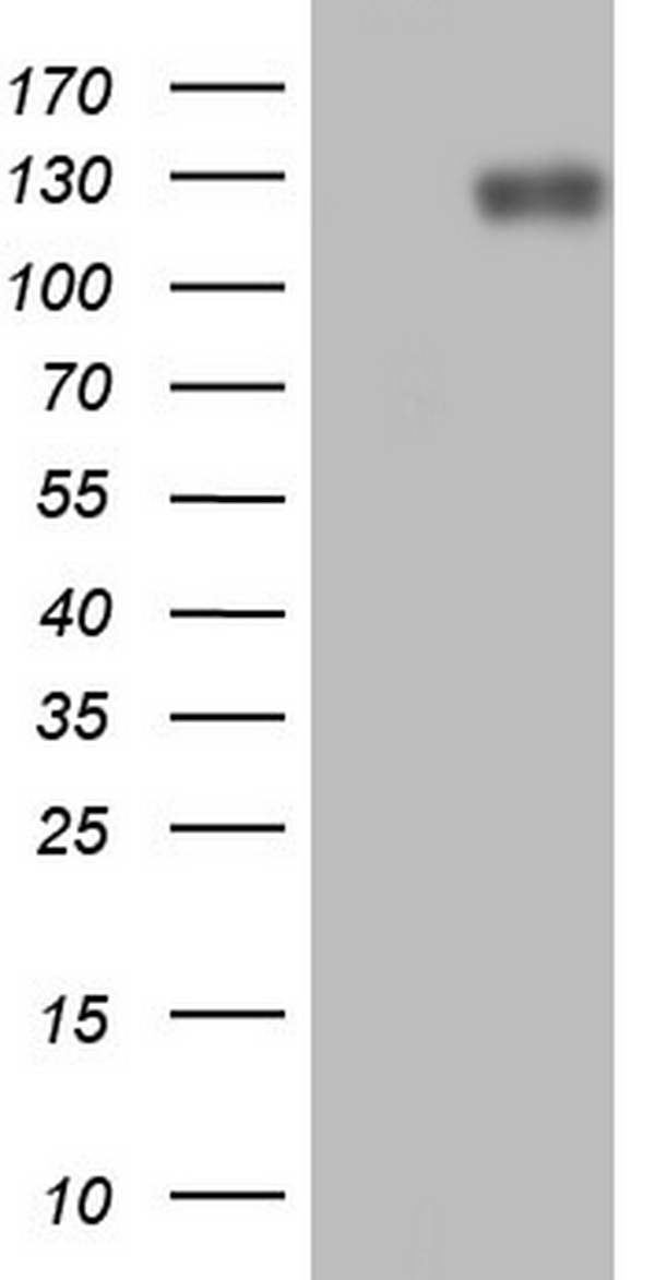 Lipin 1 Antibody