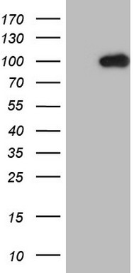 MARK3 Antibody