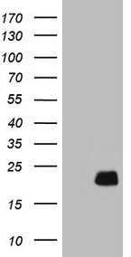 Centrin 3 Antibody
