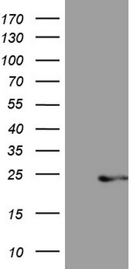 Centrin 3 Antibody