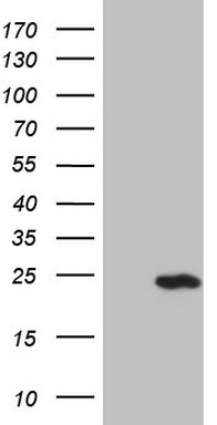 Centrin 3 Antibody