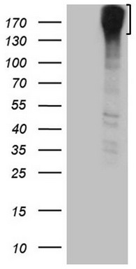 ROS1 Antibody