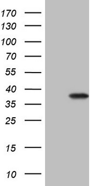 Gemin 8 Antibody