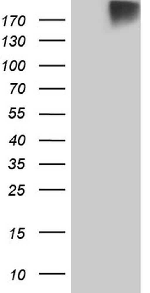 ROS1 Antibody