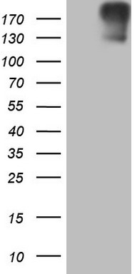 ROS1 Antibody